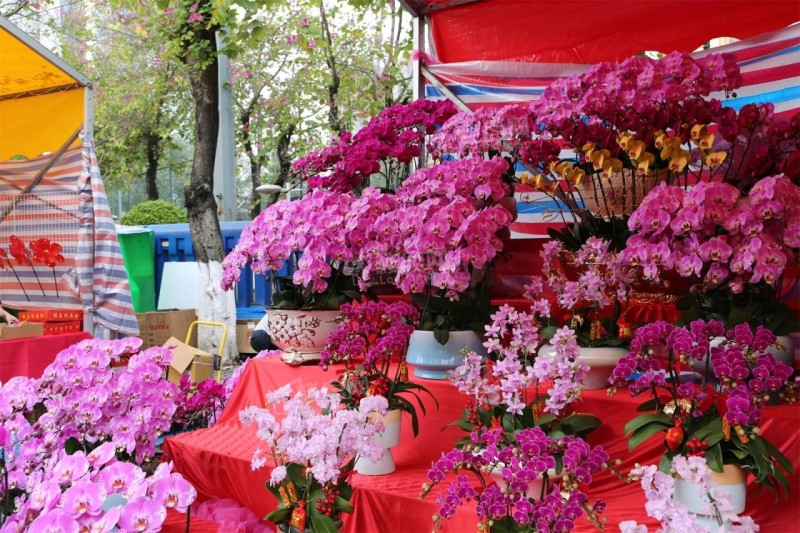 “行花街 迎新春”广州各区花市合集 一起逛花市感受广州年味!-广州楼盘网