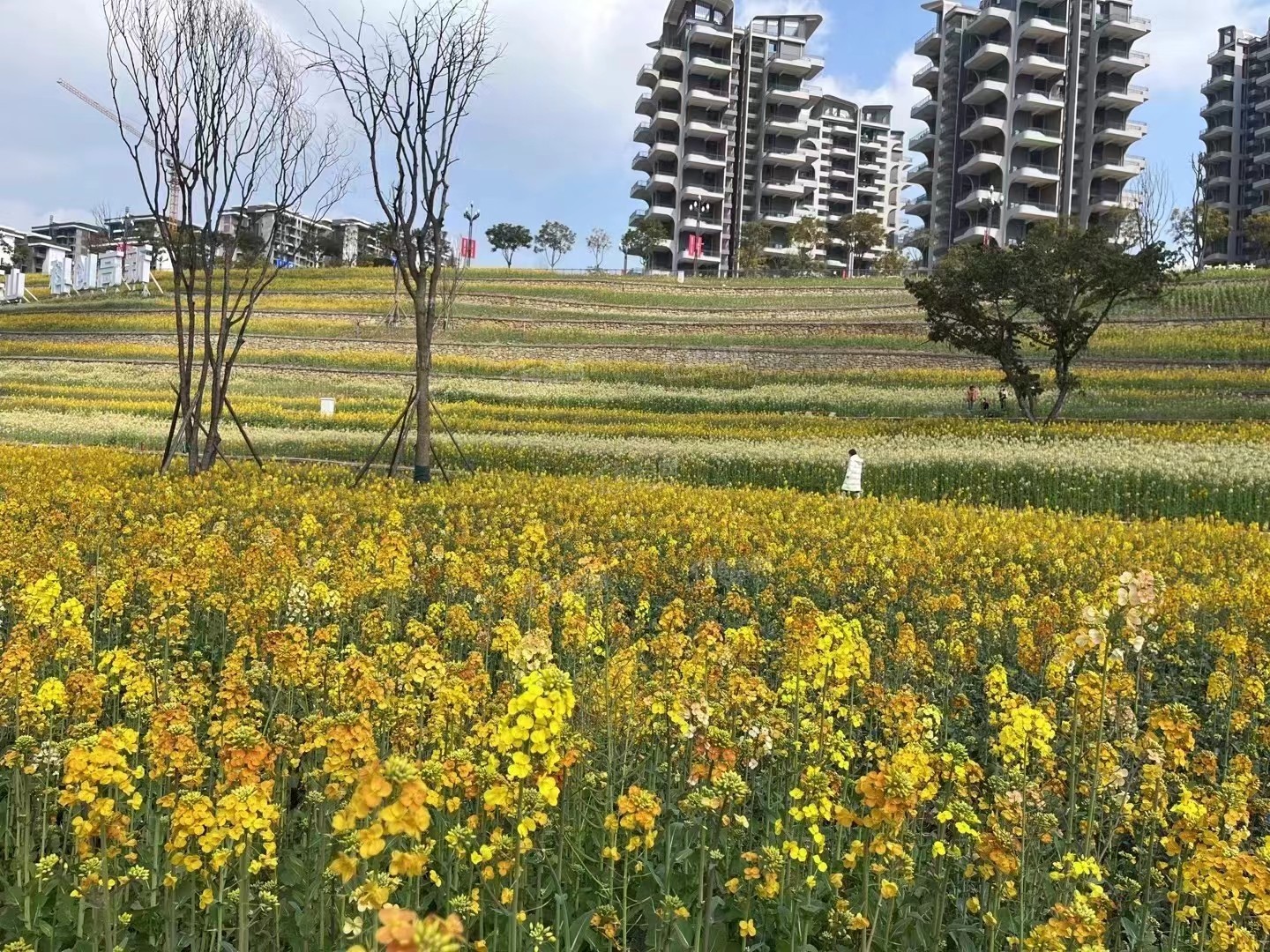 春天花海里踏青,看看乐山哪些楼盘门口有花海!-乐山楼盘网