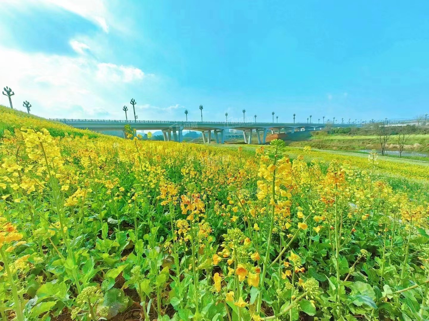 春天花海里踏青,看看乐山哪些楼盘门口有花海!-乐山楼盘网