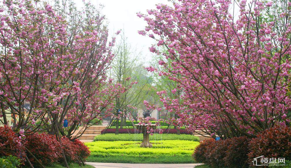 中建芙蓉嘉苑园林实景