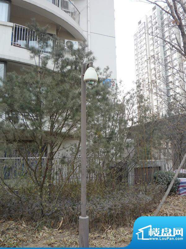 中建文化广场绿化实景图（2011-01-20）