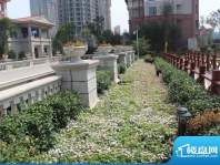 中国中铁·诺德名城小区绿化实景（2012