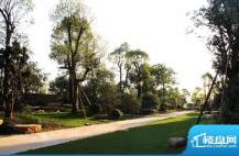乐从雅居乐花园珍稀名贵树种2012-7-9