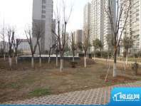 济高·理想嘉园小区绿化实景（2011-12-
