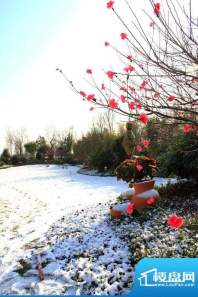 万科虹桥源墅小区雪景(2011.01)