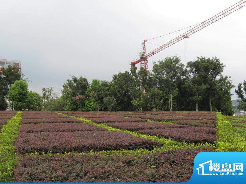 天泰青城项目东侧绿化（2010.9）