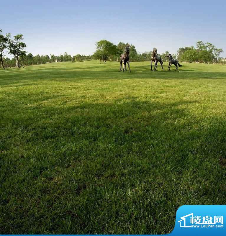 恒邦·新天地高尔夫草坪（2011.05.08）