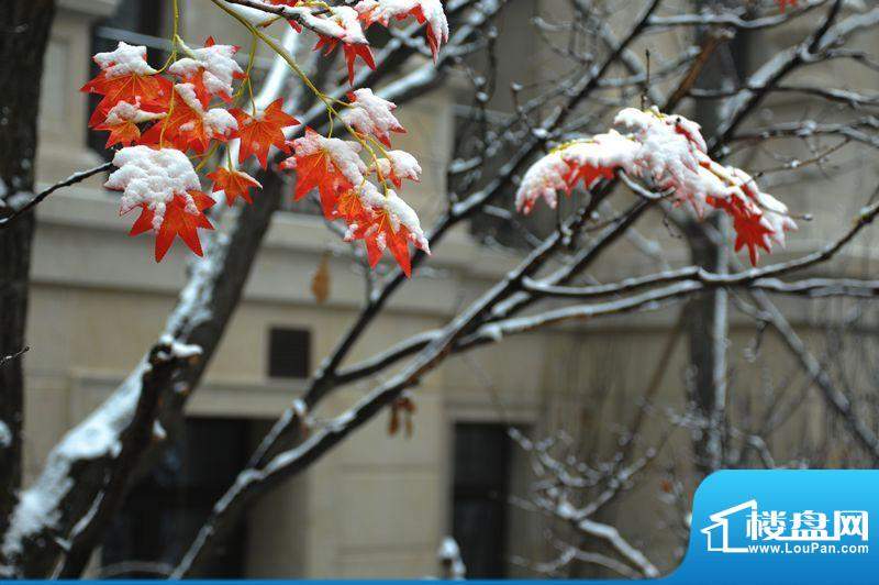 远洋天著二期样板间雪景外景图201201