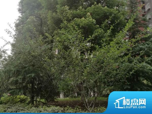 新长江香樟林