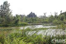 香颂湾周边湿地公园实景图