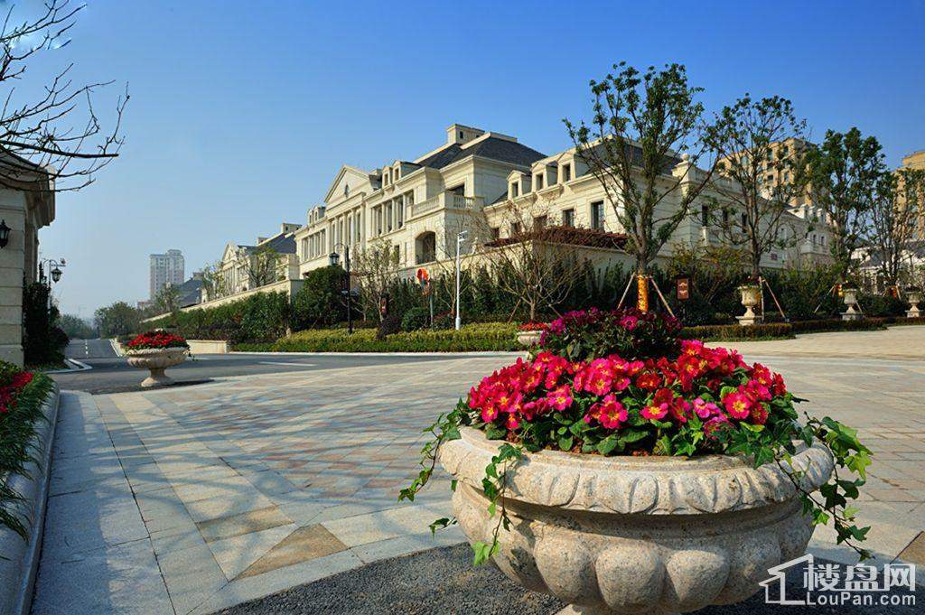 潍坊歌尔绿城玫瑰园图片