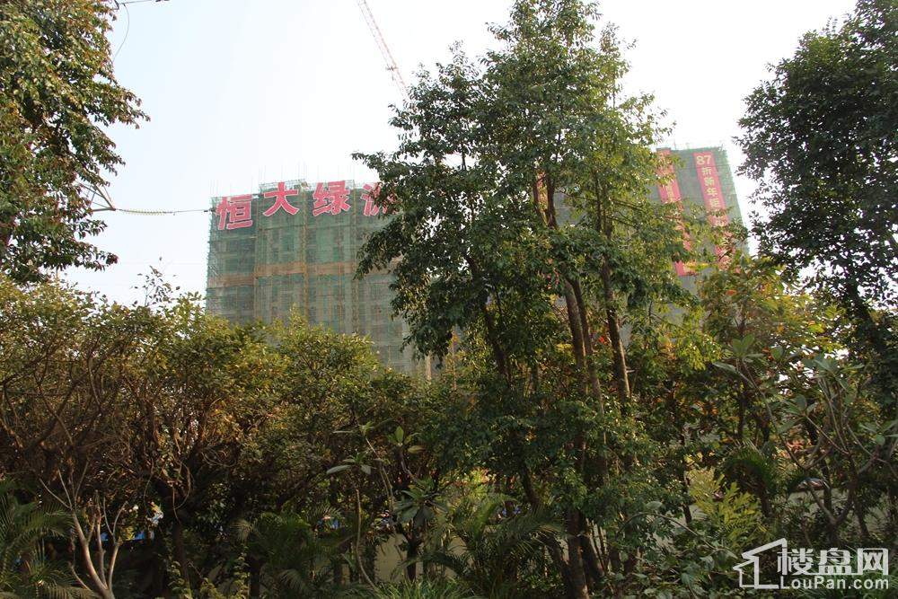 南宁恒大绿洲透过树林看项目（摄于2015-1-26）