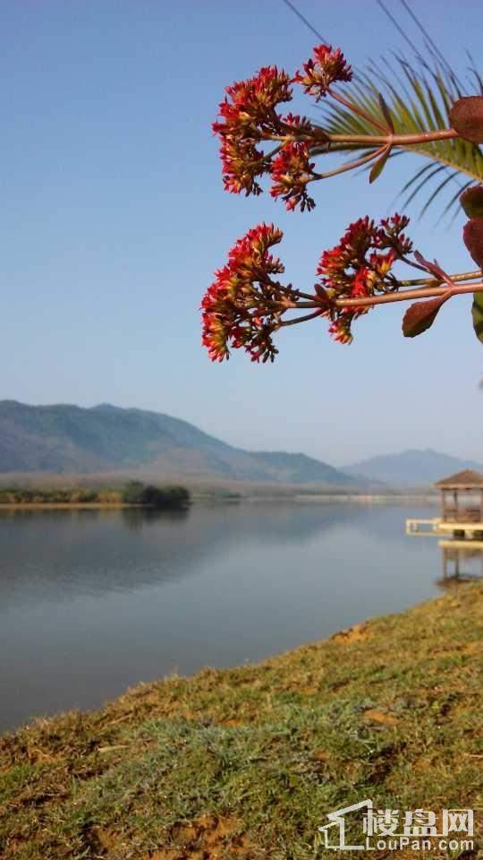 项目湖畔实景图