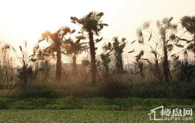 华润橡树湾配景图