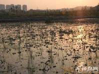 周边垟湖垸湿地公园美景