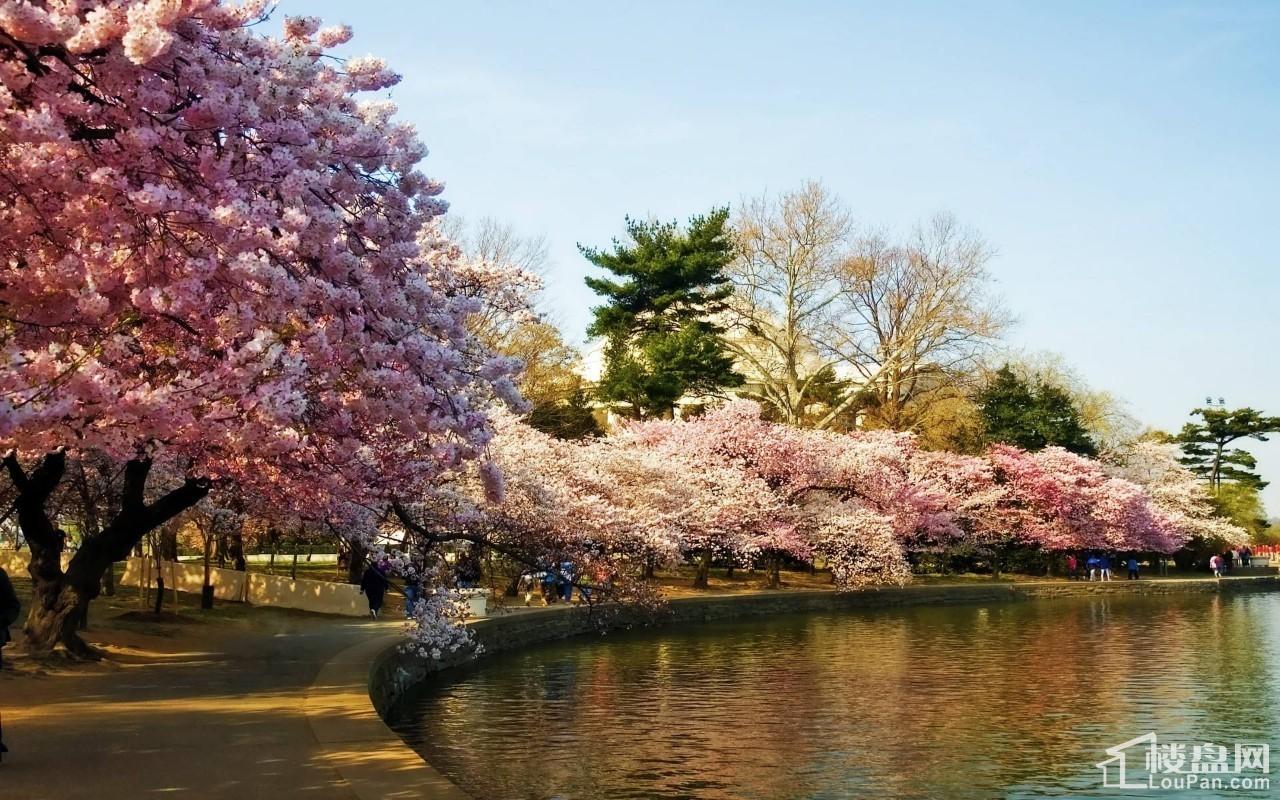 滨江两岸 市民齐种樱花树 3月12日数千颗樱花树扮靓蒸水河