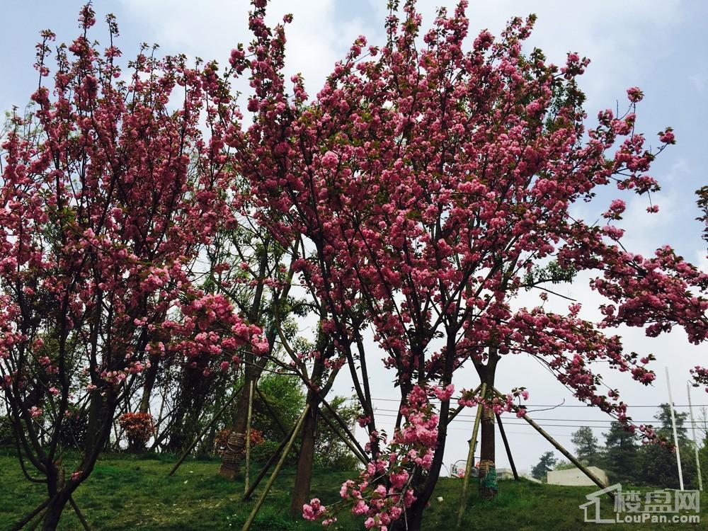 俊发城-樱花实景图