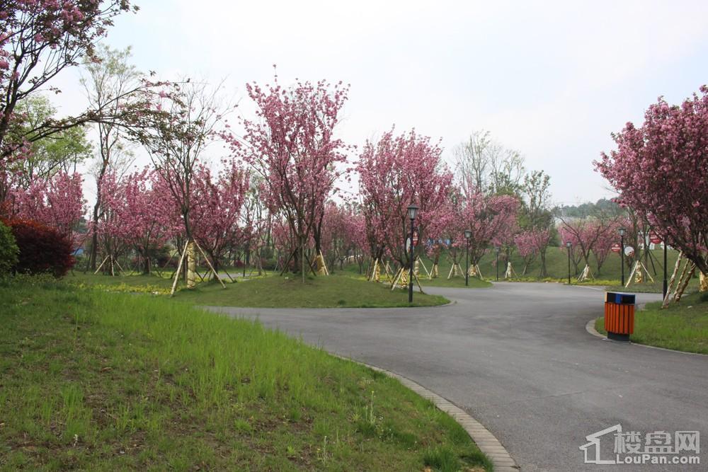 俊发城-樱花实景图