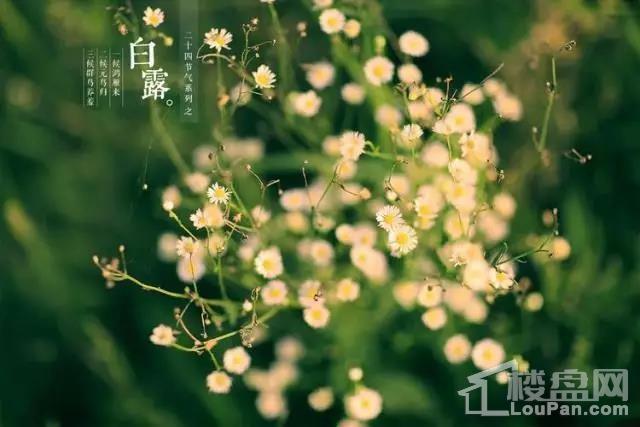 【安联钓鱼台壹号】九月,你好!-邯郸楼盘网