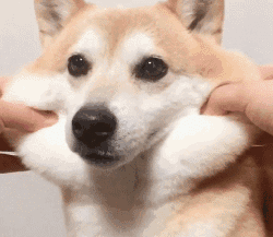 250_217gif 动态图 动图