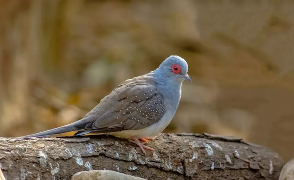 百鳥爭鳴:珍奇鳥類