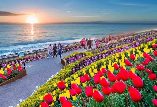 启东圆陀角 海边的花海