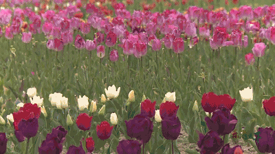 400_225gif 动态图 动图