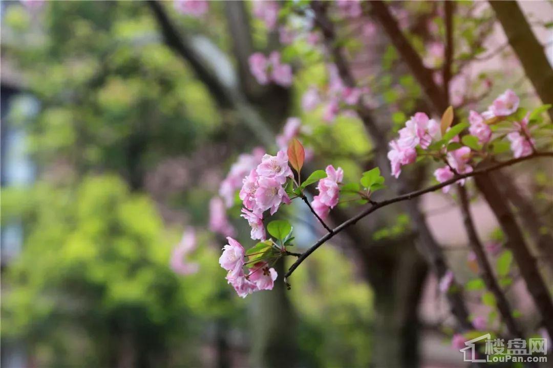 岳麓欧城春天小区实景图