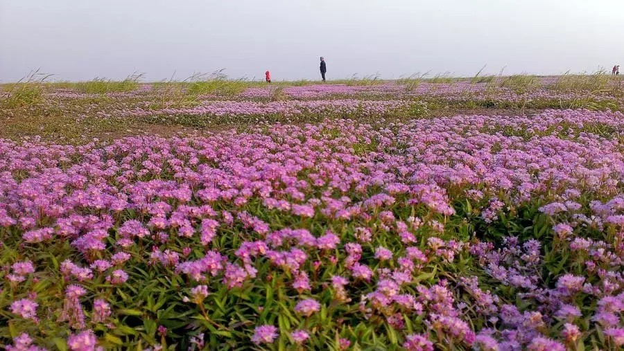 ▽去看都昌的花海