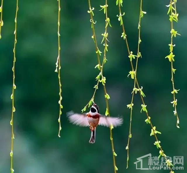 推開窗一眼望去, 滿眼蒼翠的龍珠湖公園, 深呼吸,讓新鮮的