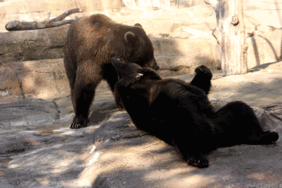 黑熊咆哮的动图图片