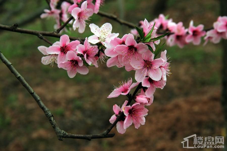 安宁仁寿山桃花节