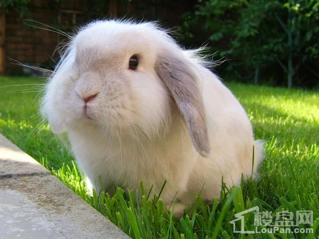 【青龍灣田園國際新區】史上最萌神獸空降 動物園裡都難看到!