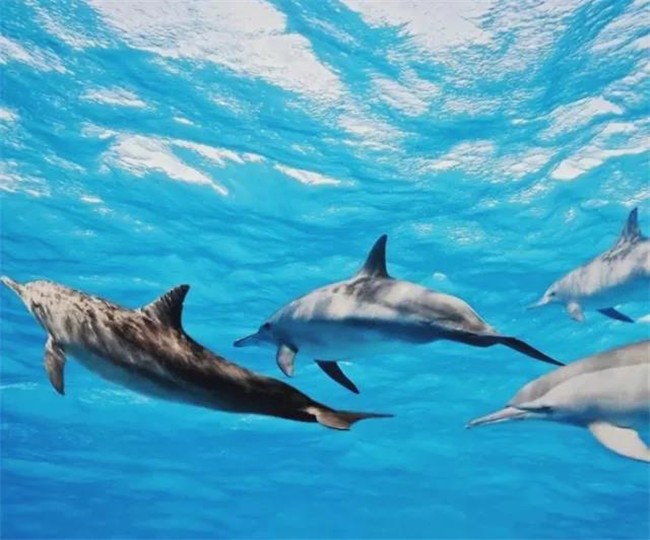 07,而在海豚馆,可以和孩子一起留下一段海豚精灵的难忘回忆▼意向图